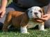 Franz?sische Bulldog Welpen