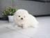 Mini Pomeranian Zwergspitz Boo Welpen