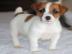 m�nnliche und weibliche Jack-Russell-Wel