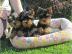 Wundersch�ne Yorkshire Terrier Welpen
