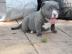 Reinrassige pitbull blueline w