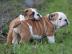 English Bulldog Welpen