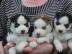 Siberian Huskies f�r