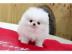 Pomeranian Welpen  f�r die Annahme