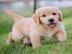Sch�ne golden retriever-Welpen f�r die R
