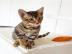 Toyger K?tzchen