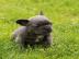 Franz?sische Bulldoggen Welpen