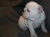 Englische Bulldogge welpen