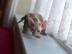 Sch�ne Sphynx K�tzchen