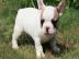 Franz�sische Bulldoggen Welpen abgabeber