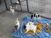Jack Russell  Welpen abzugeben
