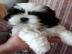 Shih Tzu welpen whatsapp nummer +4368110