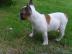 Bildsch?ne- Franz?sische -Bulldoggen++++