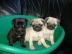 Reinrassige sch�nes Franz�sische Bulldog