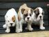 . . Wundersch?ne Englische Bulldogge Welpe