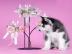 Wundersch�ne Siberian Husky Welpen