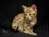 Savannah K�tzchen Super s��e
