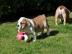 Englische Bulldogge Welpen zu Verkauf En