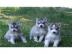 Siberian Husky Welpen Fur 200Euros