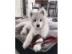 Siberian Husky Welpen Sch?ne Husky Welpe