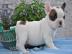 Franz�sisch Bulldog mit Papieren