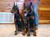 Rassestandart Dobermannwelpen