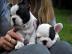 Franz�sische Bulldoggen Welpen
