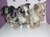 Wundersch�ne reinrassige Chihuahua Babys