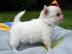 Wundersch�ne Chihuahua Welpen mit Stammb