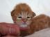 Maine Coon Kitten suchen ein liebevolle