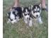 Wir wollen unsere Siberian Huskies zum V