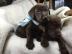 Zertifizierte Pedigree Labrador Welpen