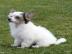 Chinesischer Schopfhund mit Papiere