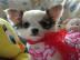 Chihuahua Welpen zu verkaufen