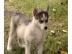 Siberian Husky Welpen mit VDH/DCNH/FCI-P