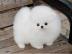 Zwergspitz Pomeranian Welpen mit papiere