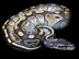 Lesser Platinum Ball Python und viele an