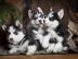 Siberian Husky Welpen zu verkaufen