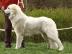 Pyrenean berghund � welpen