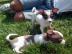 Super klein Chihuahua-Welpen