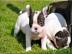 s��er Franz�sisch Bulldogge-Welpen, ( 2
