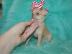 Teetasse Chihuahua Welpen