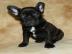 Franz�sische Bulldogge