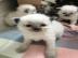 Super s��e Ragdoll K�tzchen K�tzchen Reg