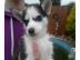 Wundersch�ne Siberian Husky Welpen suche