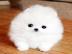 Boo Pomeranian Zwergspitz Welpen