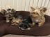 Abbiamo cuccioli di Yorkshire in vendita