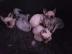Wundersch?ne canadian Sphynx Kitten