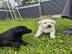 Sch�ne Labrador Welpen