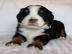Berner Sennenhund Welpen aus Hobbyzucht